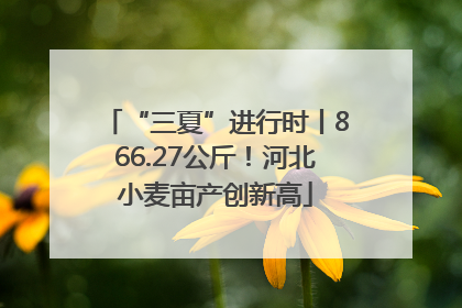 “三夏”进行时丨866.27公斤！河北小麦亩产创新高
