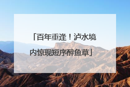 百年重逢！泸水境内惊现短序醉鱼草