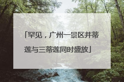 罕见，广州一景区并蒂莲与三蒂莲同时盛放