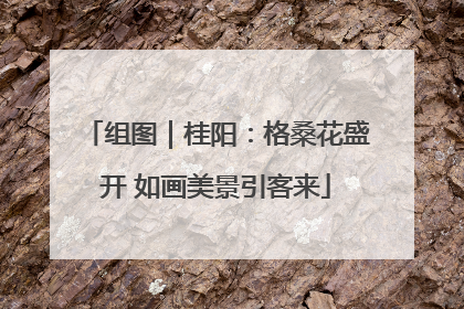 组图｜桂阳：格桑花盛开 如画美景引客来