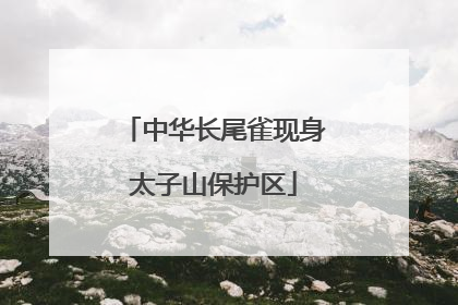 中华长尾雀现身太子山保护区