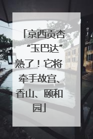 京西贡杏“玉巴达”熟了！它将牵手故宫、香山、颐和园
