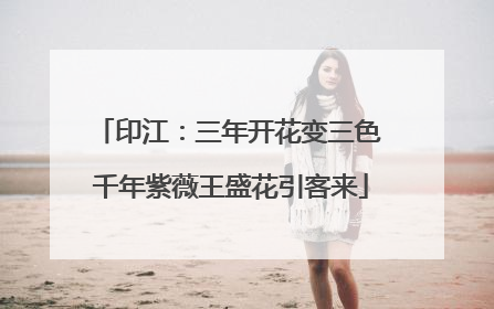 印江：三年开花变三色 千年紫薇王盛花引客来