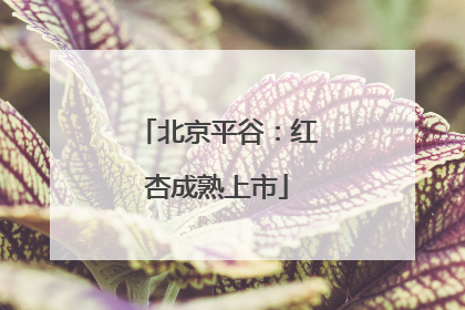 北京平谷：红杏成熟上市