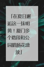 在夏日邂逅这一抹明黄！厦门多个路段和公园腊肠花盛放