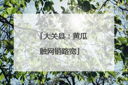 大关县：黄瓜触网销路宽