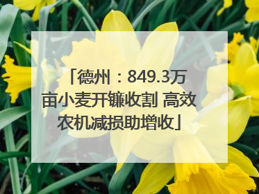德州：849.3万亩小麦开镰收割 高效农机减损助增收