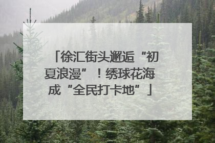 徐汇街头邂逅“初夏浪漫”！绣球花海成“全民打卡地”