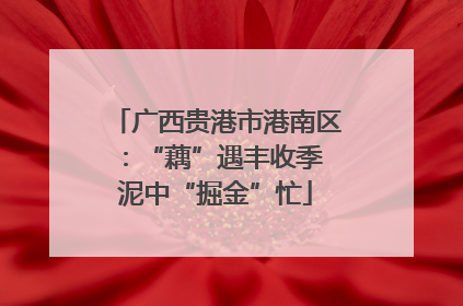 广西贵港市港南区：“藕”遇丰收季 泥中“掘金”忙