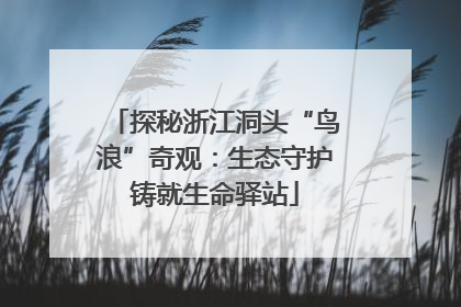 探秘浙江洞头“鸟浪”奇观：生态守护铸就生命驿站