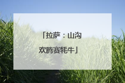 拉萨：山沟欢腾赛牦牛