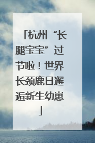 杭州“长腿宝宝”过节啦！世界长颈鹿日邂逅新生幼崽