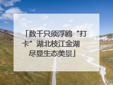 数千只须浮鸥“打卡”湖北枝江金湖 尽显生态美景