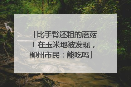 比手臂还粗的蘑菇！在玉米地被发现，柳州市民：能吃吗