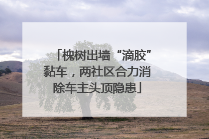 槐树出墙“滴胶”黏车，两社区合力消除车主头顶隐患
