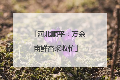 河北顺平：万余亩鲜杏采收忙