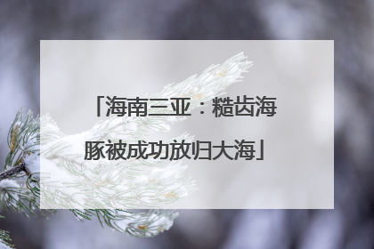 海南三亚：糙齿海豚被成功放归大海