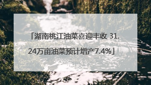 湖南桃江油菜喜迎丰收 31.24万亩油菜预计增产7.4%