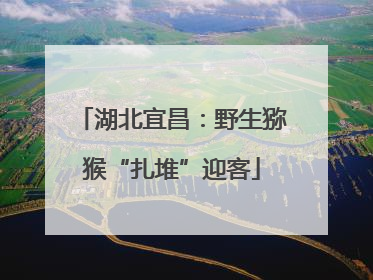 湖北宜昌：野生猕猴“扎堆”迎客
