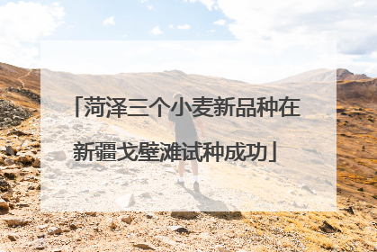 菏泽三个小麦新品种在新疆戈壁滩试种成功