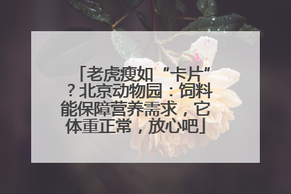 老虎瘦如“卡片”？北京动物园：饲料能保障营养需求，它体重正常，放心吧