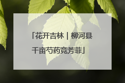 花开吉林｜柳河县千亩芍药竞芳菲