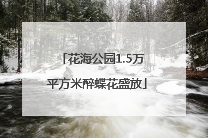 花海公园1.5万平方米醉蝶花盛放
