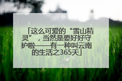 这么可爱的“雪山精灵”，当然是要好好守护啦——有一种叫云南的生活之365天