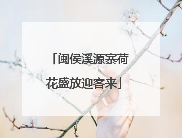 闽侯溪源寨荷花盛放迎客来