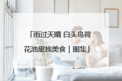 雨过天晴 白头鸟荷花池里找美食｜图集