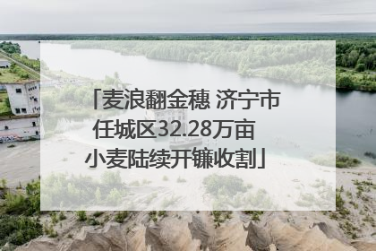 麦浪翻金穗 济宁市任城区32.28万亩小麦陆续开镰收割