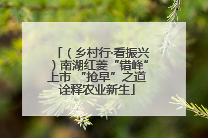 （乡村行·看振兴）南湖红菱“错峰”上市 “抢早”之道诠释农业新生